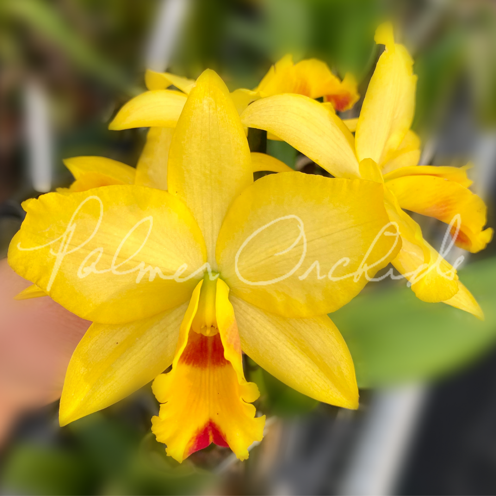 Ctt. Tropical Aurora-Rth. What About Love — Palmer Orchids